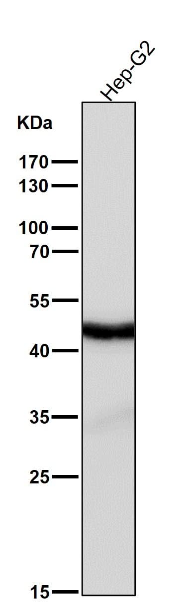 Anti-Cyclin E2 CCNE2 Rabbit Monoclonal Antibody Boster Bio