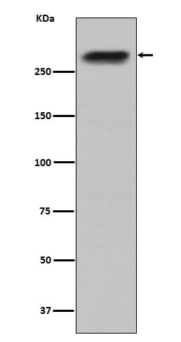 Anti-CENPE Monoclonal Antibody Boster Bio