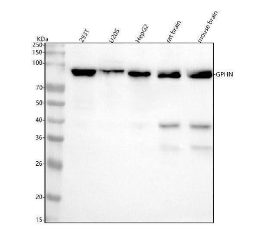 Anti-Gephyrin Rabbit Monoclonal Antibody Boster Bio