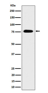 Anti-CRTC3 Rabbit Monoclonal Antibody Boster Bio