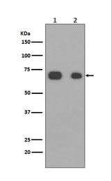 Anti-Caldesmon CALD1 Rabbit Monoclonal Antibody Boster Bio