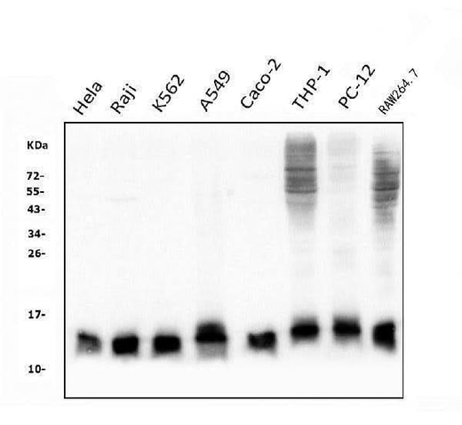Anti-Thioredoxin 2/TXN2 Antibody Picoband® (monoclonal, 7B5 Boster Bio