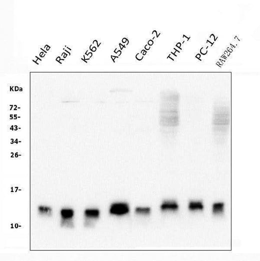 Anti-Thioredoxin 2/TXN2 Antibody Picoband® (monoclonal, 4H3 Boster Bio