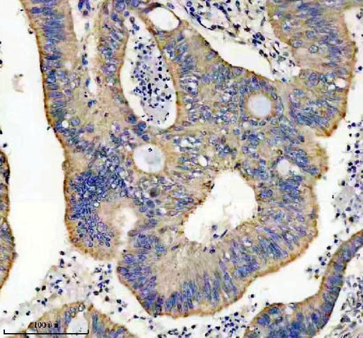 Anti-Thioredoxin 2 Monoclonal Antibody Boster Bio