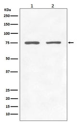 Anti-GARS Rabbit Monoclonal Antibody Boster Bio