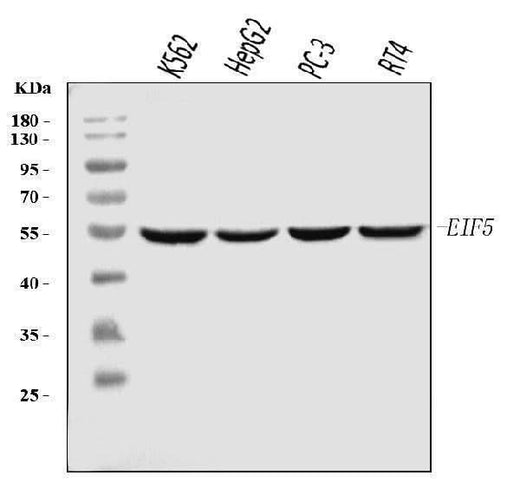 Anti-EIF5 Antibody Picoband® (monoclonal, 2F13C4 Boster Bio