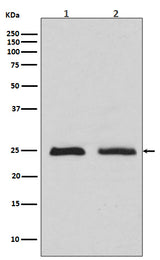 Anti-Rab4 RAB4A Rabbit Monoclonal Antibody Boster Bio