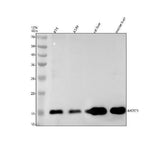 Anti-MGST1 Rabbit Monoclonal Antibody Boster Bio