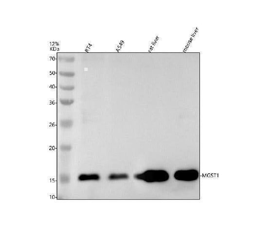 Anti-MGST1 Rabbit Monoclonal Antibody Boster Bio