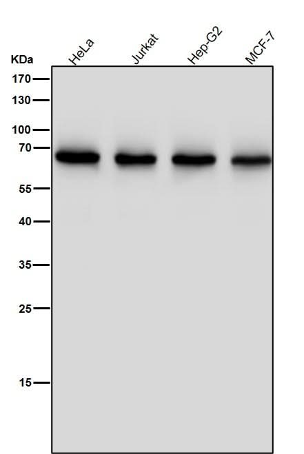 Anti-ENT2 Rabbit Monoclonal Antibody Boster Bio