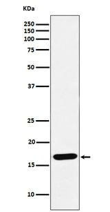 Anti-SFT Rabbit Monoclonal Antibody Boster Bio