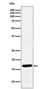Anti-SFT Rabbit Monoclonal Antibody Boster Bio