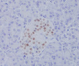 Anti-NKX2.2 Rabbit Monoclonal Antibody Boster Bio