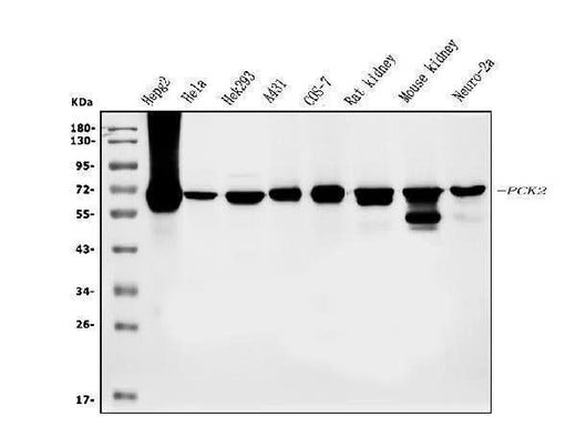 Anti-PCK2 Antibody Picoband® (monoclonal, 3F7 Boster Bio
