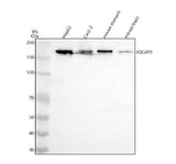 Anti-IQGAP2 Rabbit Monoclonal Antibody Boster Bio