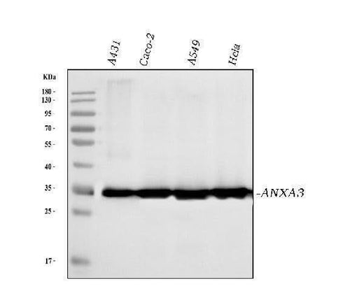 Anti-Annexin A3 Antibody Picoband® (monoclonal, 2H3H8 Boster Bio