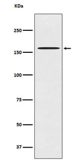 Anti-CLASP1 Rabbit Monoclonal Antibody Boster Bio