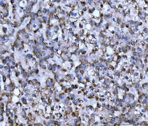 Anti-WDR1 Antibody Picoband® (monoclonal, 5C11C8 Boster Bio