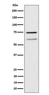 Anti-WDR1 Rabbit Monoclonal Antibody Boster Bio