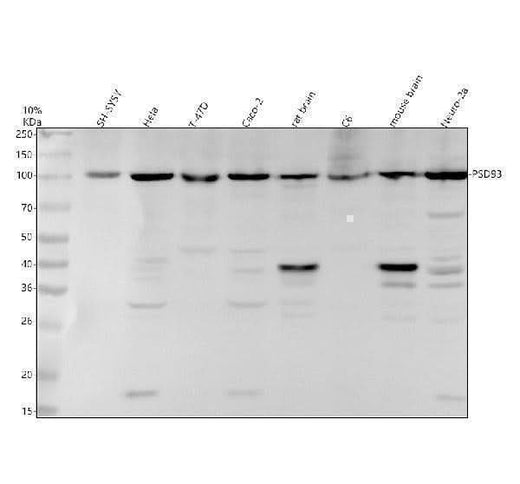 Anti-PSD93 Monoclonal Antibody Boster Bio
