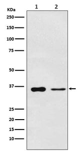 Anti-PDLIM1 Rabbit Monoclonal Antibody Boster Bio