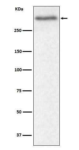 Anti-Versican Rabbit Monoclonal Antibody Boster Bio