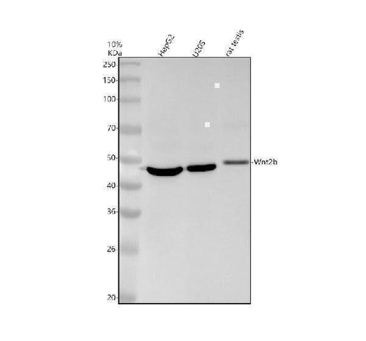 Anti-Wnt2b Monoclonal Antibody Boster Bio