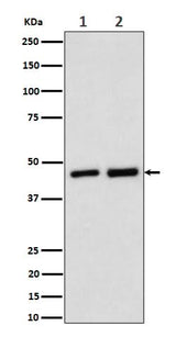 Anti-Annexin A7 Rabbit Monoclonal Antibody Boster Bio