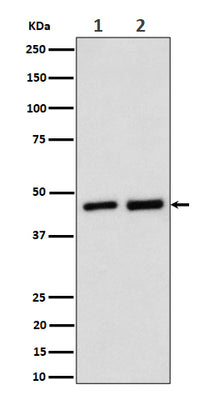 Anti-Annexin A7 Rabbit Monoclonal Antibody Boster Bio