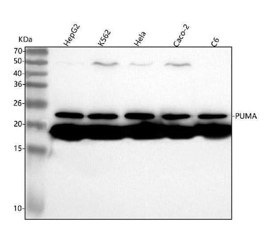 Anti-PUMA BBC3 Rabbit Monoclonal Antibody Boster Bio
