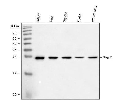 Anti-BAG2 Antibody Picoband® (monoclonal, 8F11G2 Boster Bio