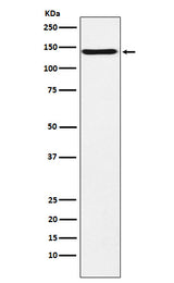 Anti-CNTN2 / TAG1 Rabbit Monoclonal Antibody Boster Bio