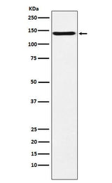 Anti-CNTN2 / TAG1 Rabbit Monoclonal Antibody Boster Bio