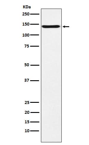 Anti-CNTN2 / TAG1 Rabbit Monoclonal Antibody Boster Bio