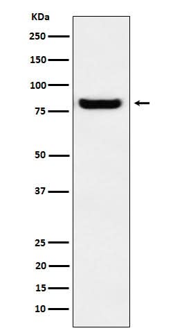 Anti-GLU2B Rabbit Monoclonal Antibody Boster Bio