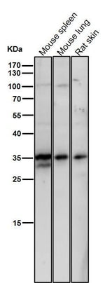 Anti-NEK7 Rabbit Monoclonal Antibody Boster Bio