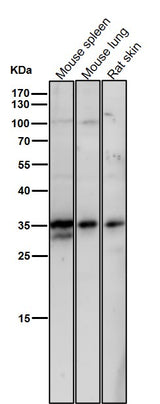 Anti-NEK7 Rabbit Monoclonal Antibody Boster Bio