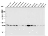 Anti-Peroxiredoxin 4 Rabbit Monoclonal Antibody Boster Bio
