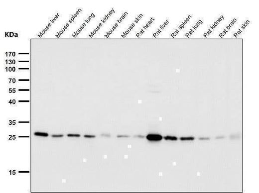 Anti-Peroxiredoxin 4 Rabbit Monoclonal Antibody Boster Bio