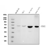 Anti-PTBP2 Picoband® Antibody (monoclonal, 8F11 Boster Bio
