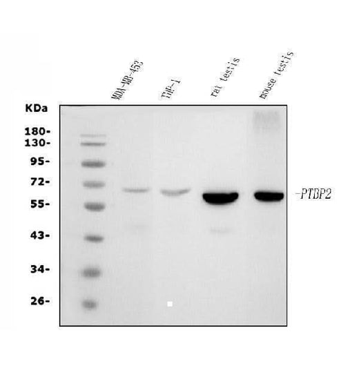 Anti-PTBP2 Picoband® Antibody (monoclonal, 8F11 Boster Bio