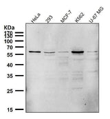 Anti-PTBP2 Rabbit Monoclonal Antibody Boster Bio