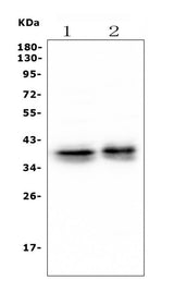 Anti-Musashi 1/Msi1 Antibody Picoband® (monoclonal, 2B9 Boster Bio