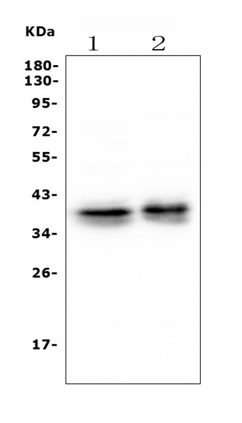 Anti-Musashi 1/Msi1 Antibody Picoband® (monoclonal, 2B9 Boster Bio