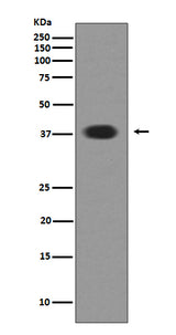 Anti-Musashi 1 MSI1 Rabbit Monoclonal Antibody Boster Bio