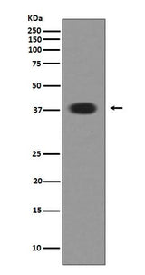 Anti-Musashi 1 MSI1 Rabbit Monoclonal Antibody Boster Bio