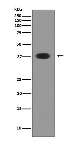 Anti-Musashi 1 MSI1 Rabbit Monoclonal Antibody Boster Bio
