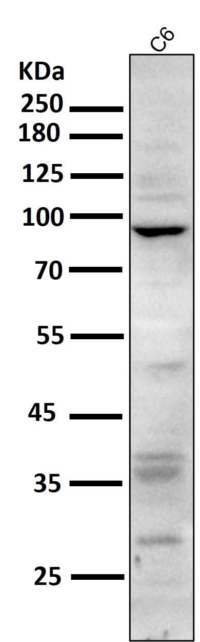Anti-CD168 HMMR Rabbit Monoclonal Antibody Boster Bio
