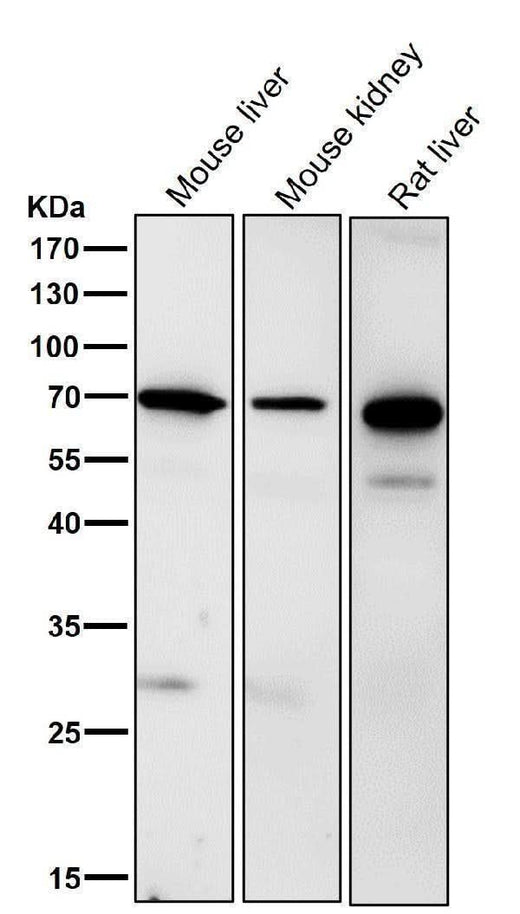 Anti-Ribophorin I Rabbit Monoclonal Antibody Boster Bio