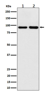 Anti-CSDE1 Rabbit Monoclonal Antibody Boster Bio
